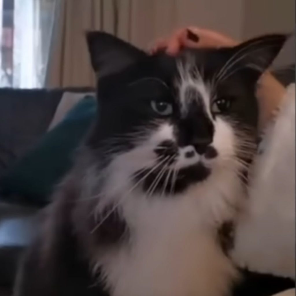 The cat on the woman's lap enjoys being petted