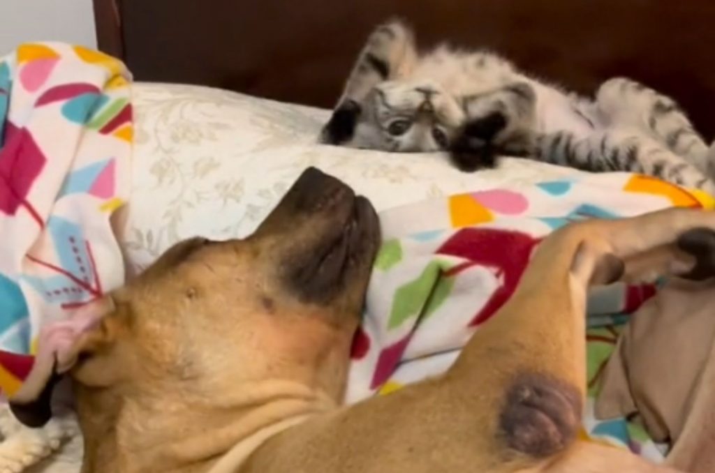 The dog is looking at the cat lying on its back