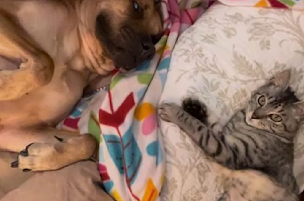 The dog is lying on the bed next to the cat