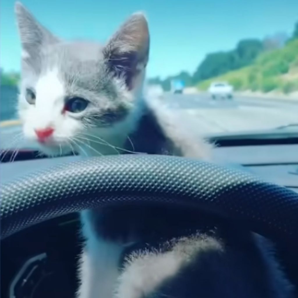 The kitten is sitting on the steering wheel.