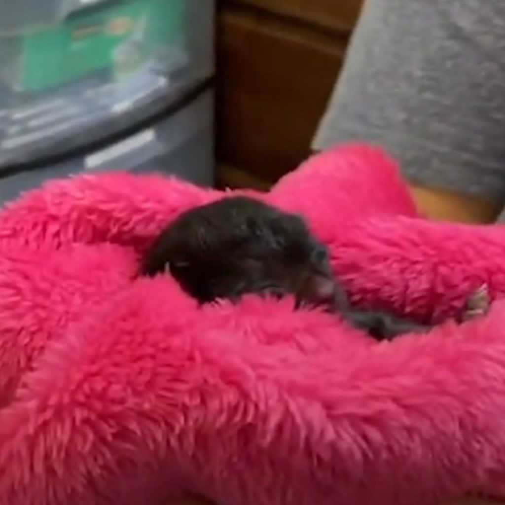 The kitten is sleeping on a pink blanket.