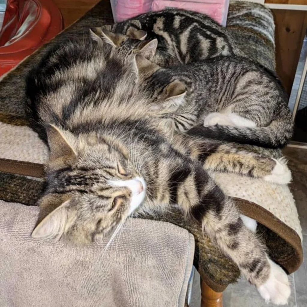 The kittens are sleeping on the couch