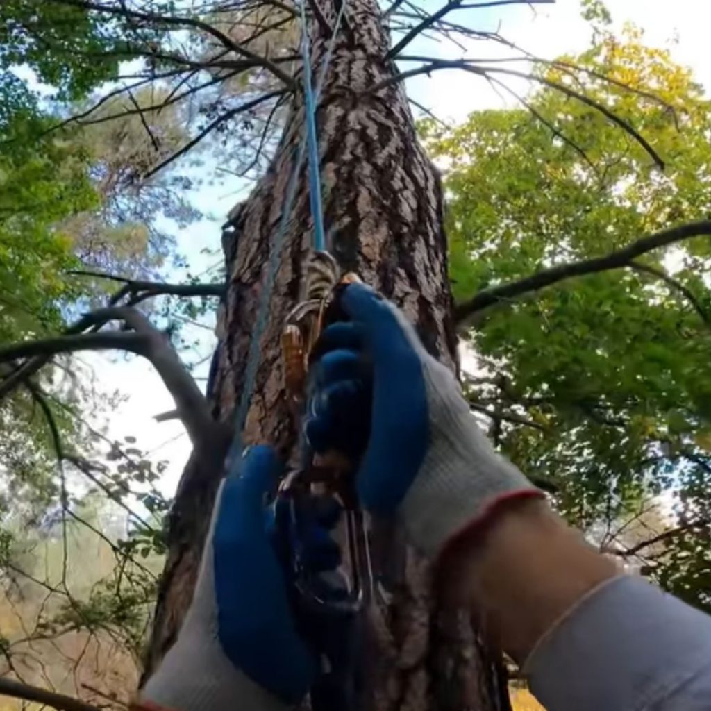 The man put a rope on the tree.