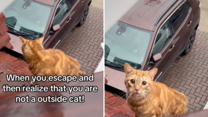 This Indoor Cat Totally Regrets His Outdoor Escapade After Figuring Out What A Mistake It Was