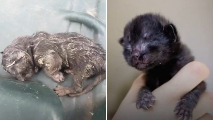 This Kitten Was Left In Trash With No Hope Of Survival But You Won’t Believe How He Turned Out