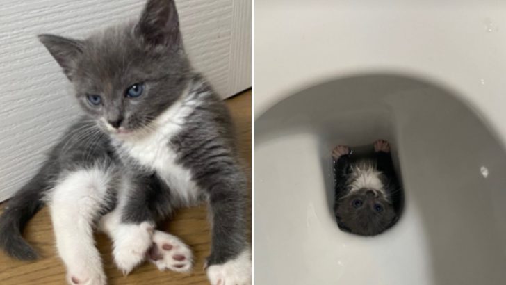 This Little Kitten Did Something Unpredictable Right After Being Adopted