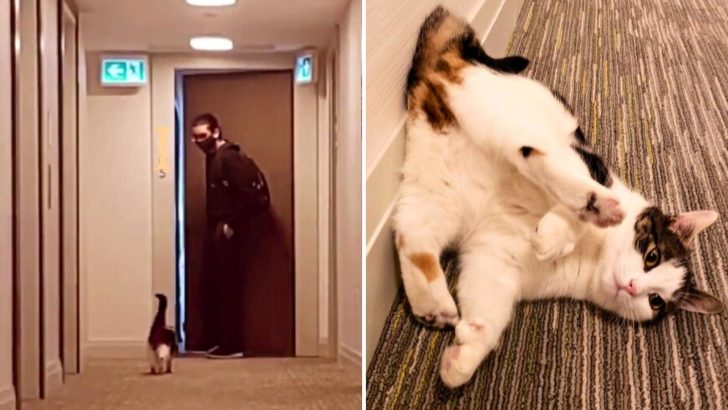 This Lovesick Kitty Has A Thing For Her Neighbor And She’s Not Subtle About It