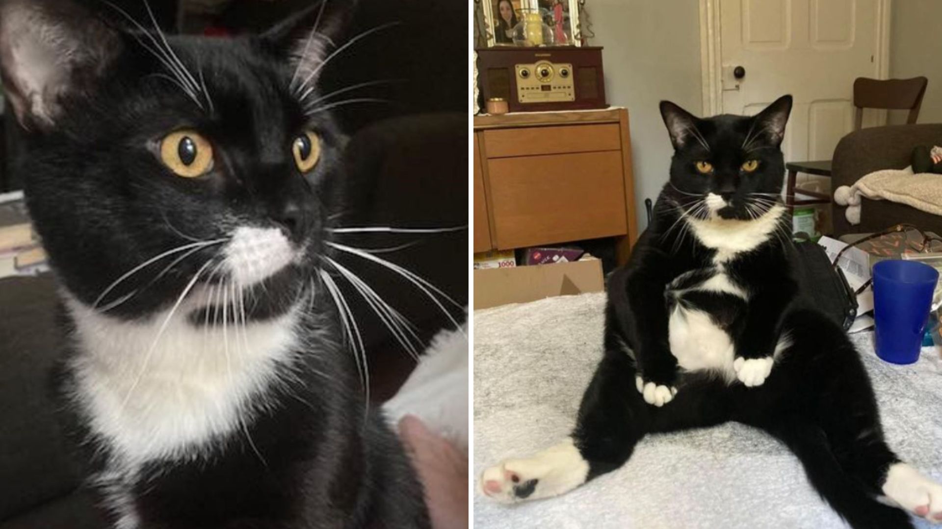 Timid Abandoned Cat Finally Feels Safe And Shows His True Personality