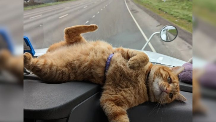 Trucker Duo Finds A Stray Cat On A Parking Lot And He Becomes The Perfect Copilot