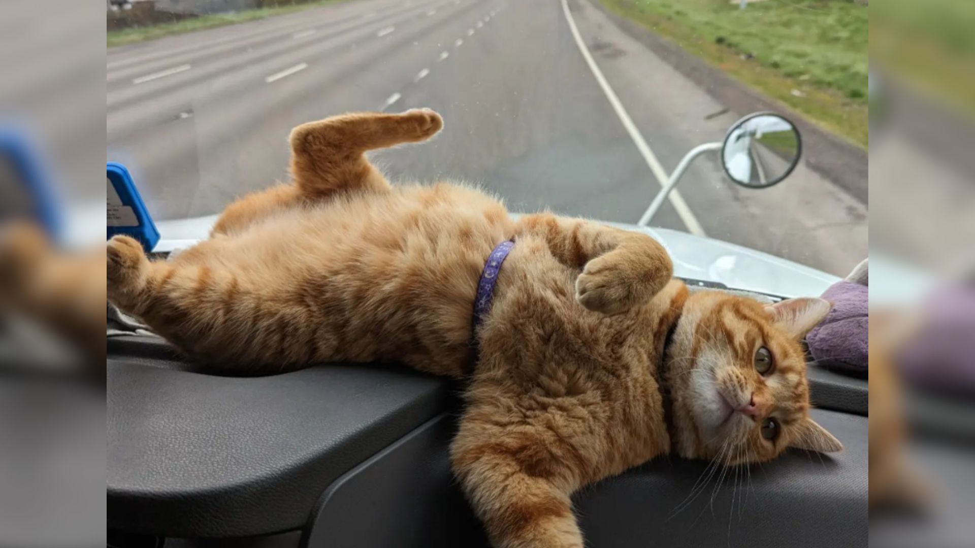 ginger cat in car