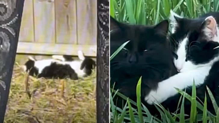 Two Stray Cats Appear Out Of Nowhere And Decide To Settle In A Random Woman’s Backyard