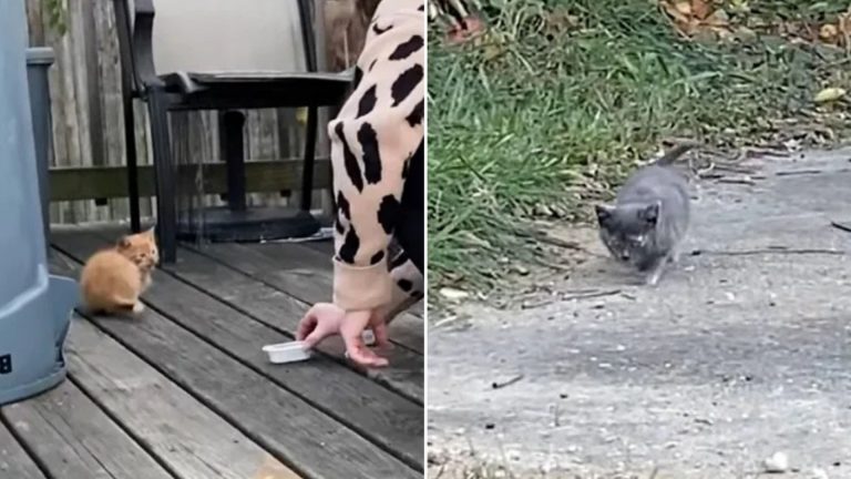 Rescuers save two kittens of same age and size