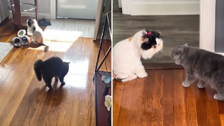 Watch This Persian Cat From Massachusetts Judge Her Sister’s Haircut In The Funniest Way!