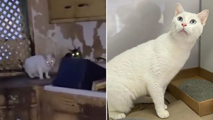 White Cat Found In Filthy Apartment Surprises Rescuers With Her Unique Trait