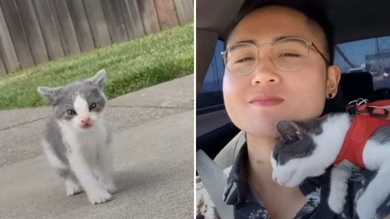 Rescuing A Stray Kitten Meant The Whole World For This Man