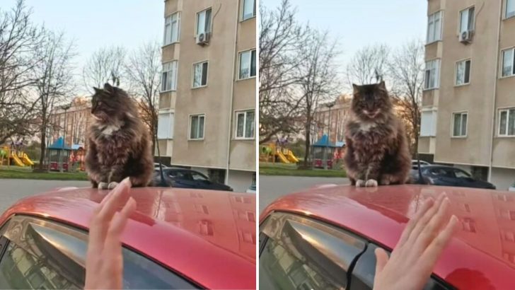 Woman Can’t Get To Work On Time Because A Mysterious Cat Refuses To Leave Her Car Roof