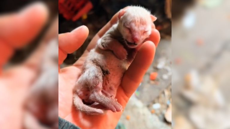 Woman Finds A Tiny Kitten In A Pile Of Trash, Near-Frozen And Gasping For Air