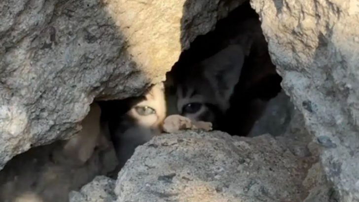 Woman Follows Strange Sounds Until She Locks Eyes With An Unexpected Being Between Blocks