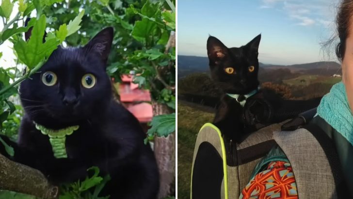 Woman Gives Husband ‘It’s The Cat Or You’ Ultimatum And Their Lives Change Forever