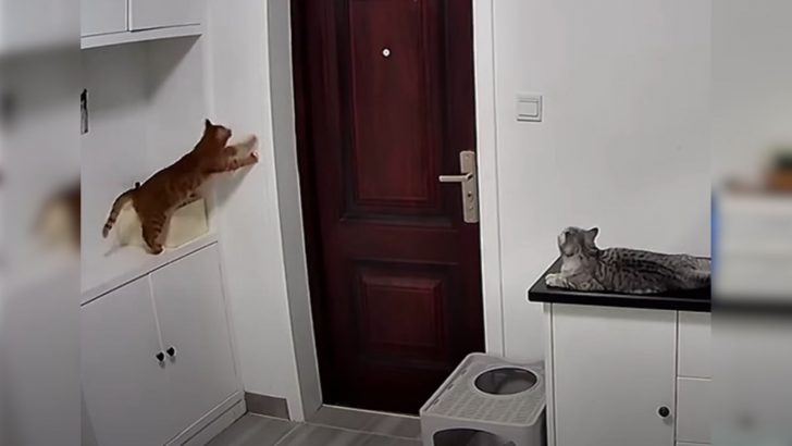 Woman Locks Herself Out Of Her Apartment But Her Cat’s Hidden Talent Saves The Day