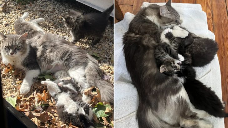 Woman Misses Bus To Save A Feline Family In Need Of Help Outside A Bakery