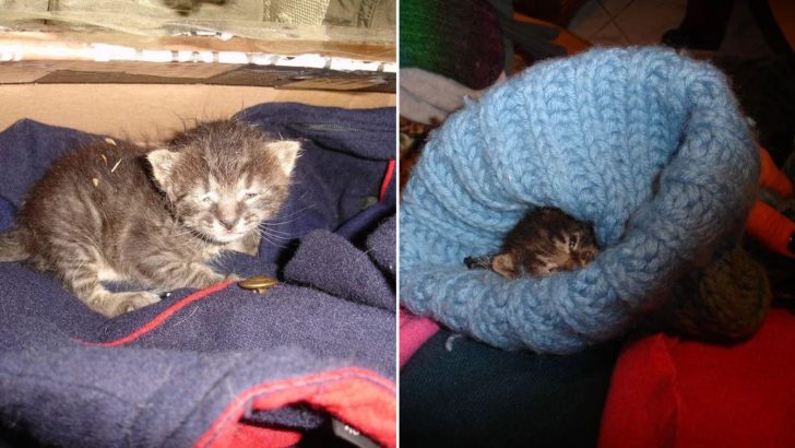 Woman Rescues A Half-Frozen Kitten In The Middle Of The Road Moments Before Tragedy