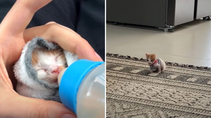 Woman Saves The Tiniest Kitten From A Dumpster Only For Him To Turn Into A Mini Lion