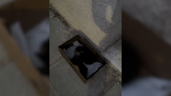 Woman Spots A Cardboard Box Near Her Apartment And Melts When ‘Something’ Furry Pops Out