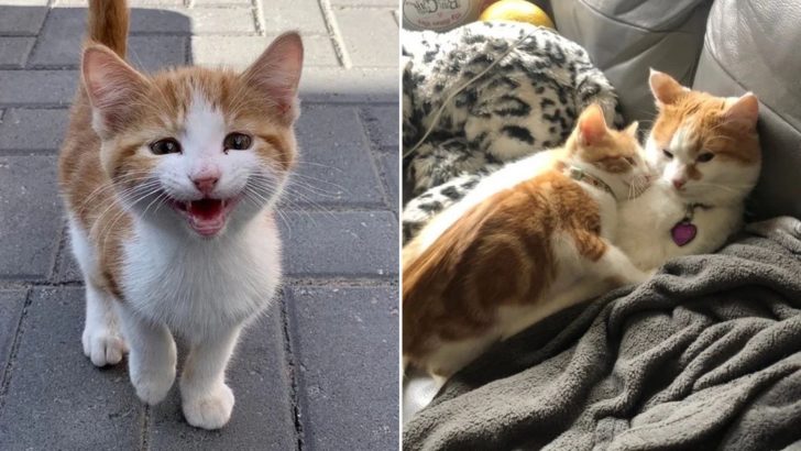 Woman Tries Hard To Find Stray Kitten A Home But He Surprises Her By Picking One On His Own