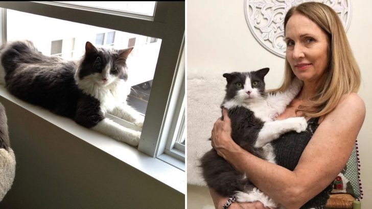 Woman’s Cat Disappears After Falling From A Window, 6 Years Later Something Unbelievable Happens