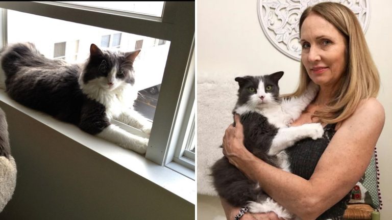 Woman’s Long-Lost Cat Returns 6 Years After Falling From The Window Of Her Massachusetts Home