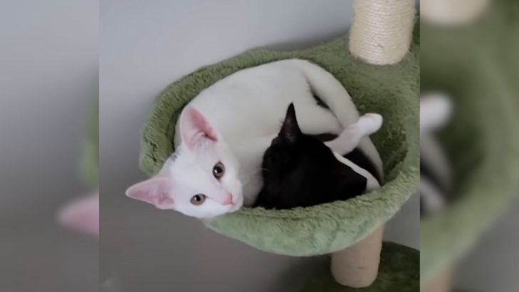 Yin-Yang Kittens Rescued From The Streets Find Warmth And Peace In Each Other’s Embrace