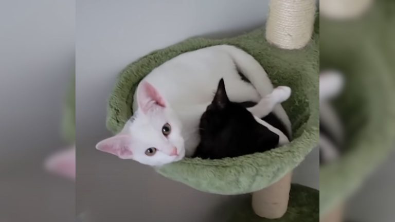 two cute kittens