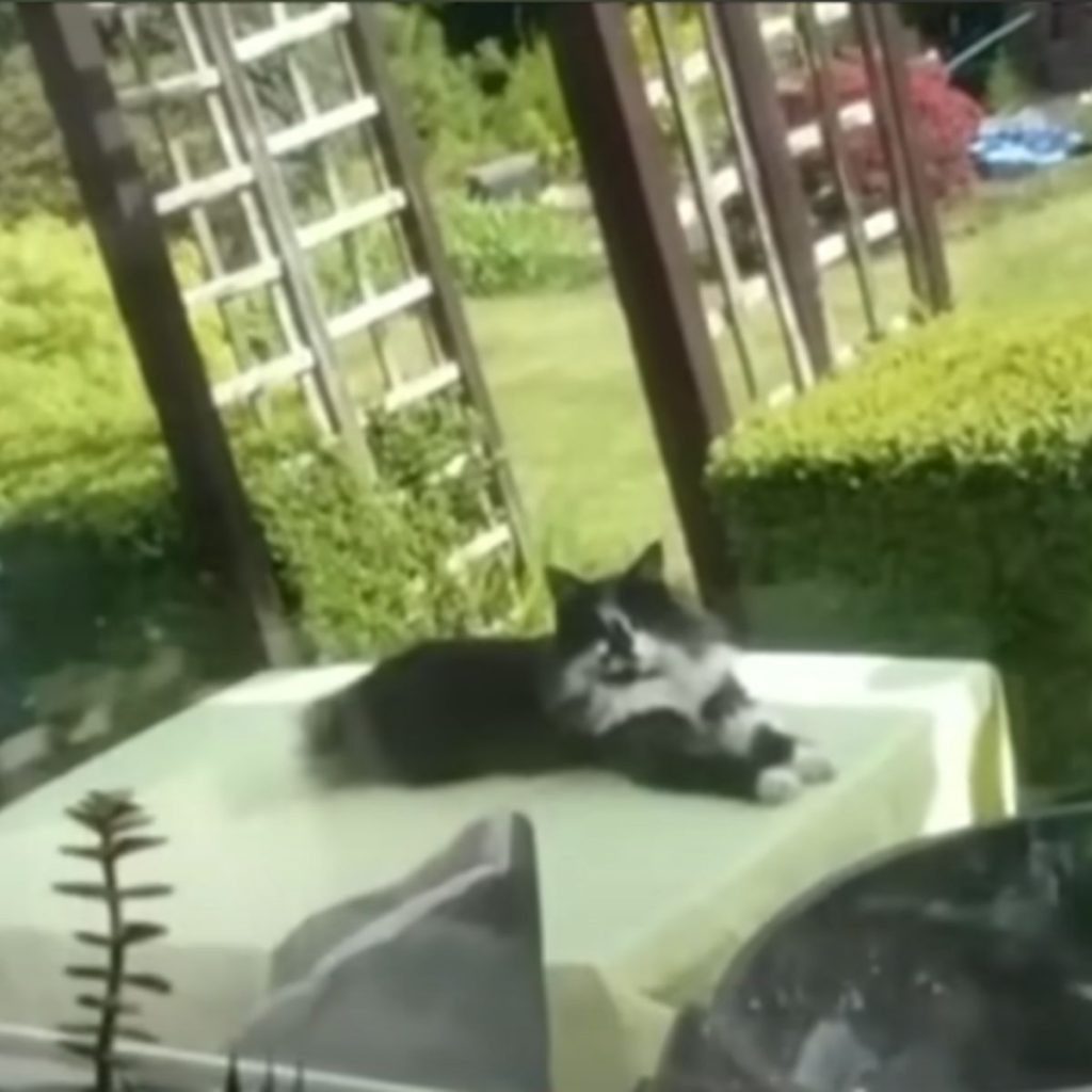 a black and white cat lies on a table in the yard