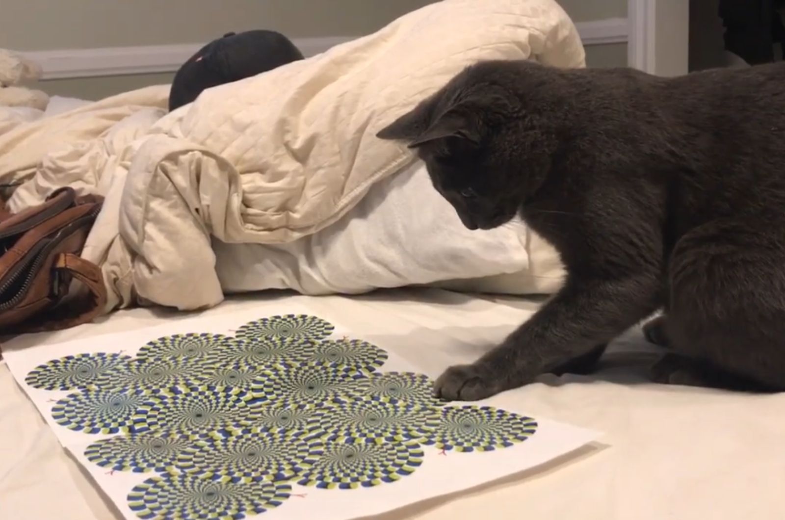 a black cat touching the paper with optical illusion