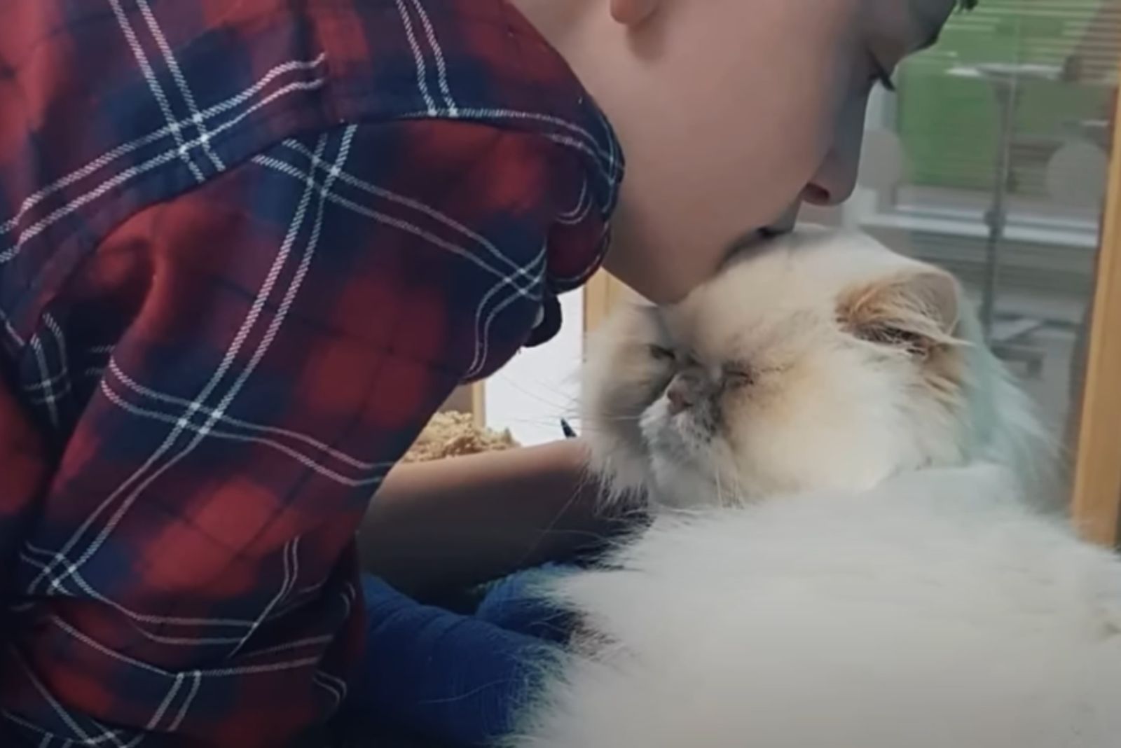 a boy kissing cat