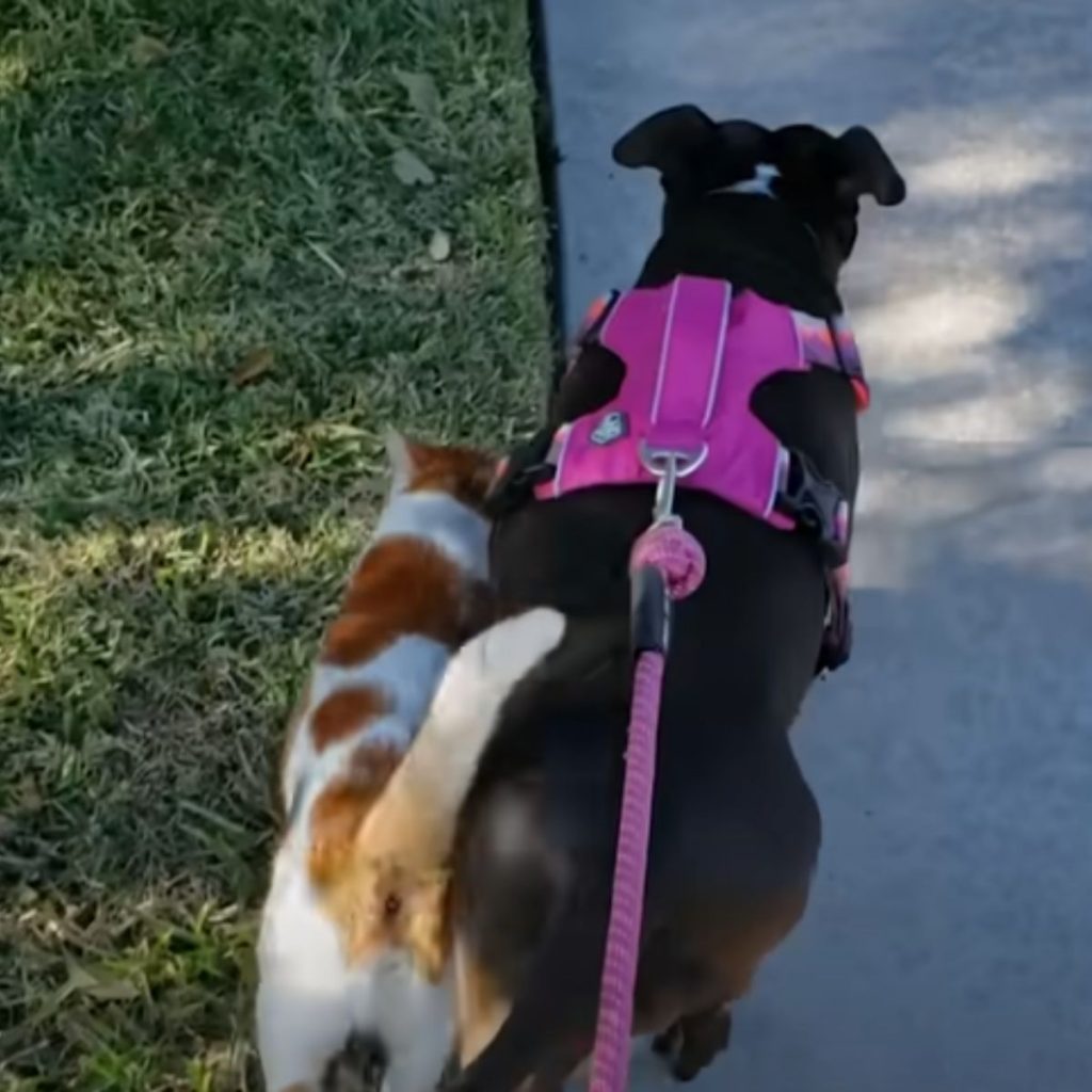 a cat and a dog are walking side by side