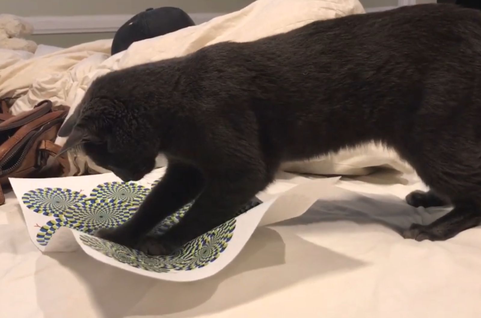 a cat jumping on paper with optical illusion draw