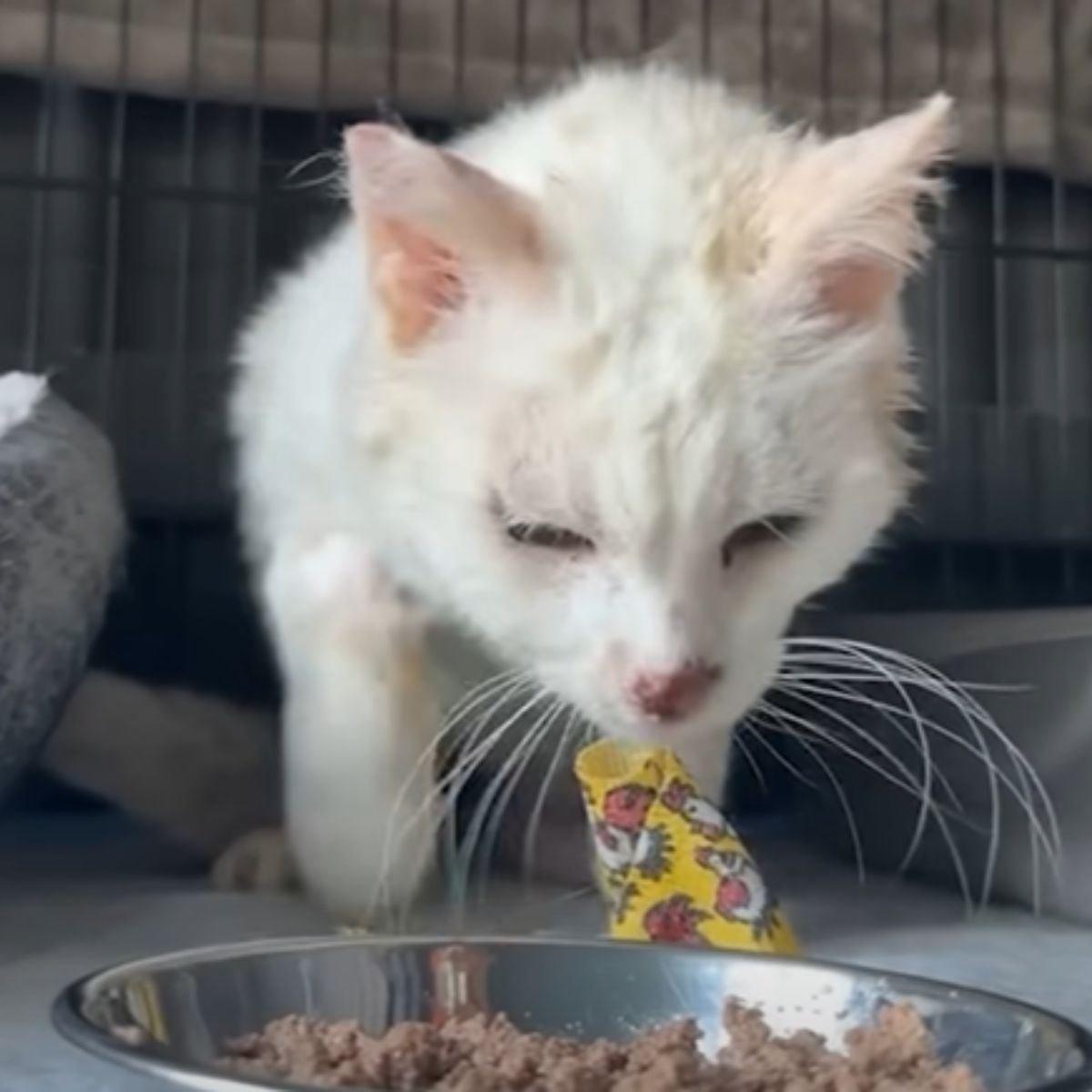 a cat looking at food in bowl