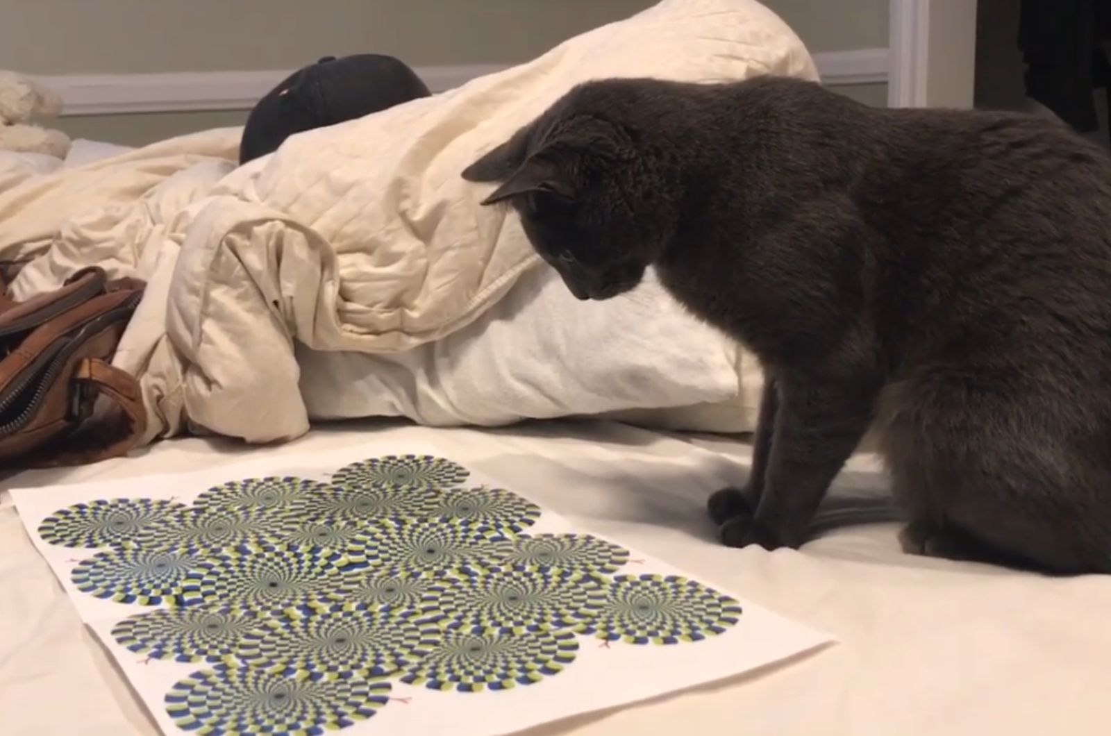 a cat looking at optical circles