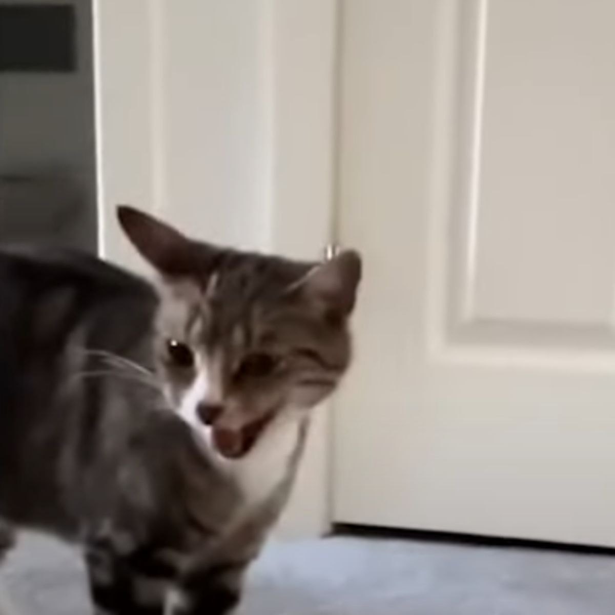 a cat meows