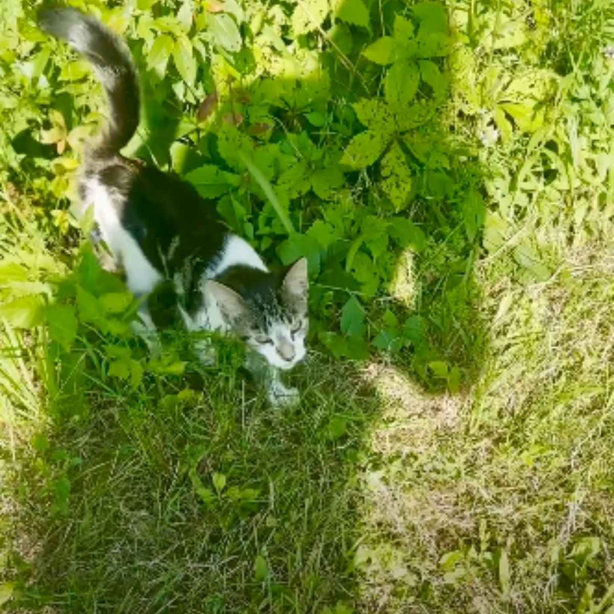 a cat walking on the grass