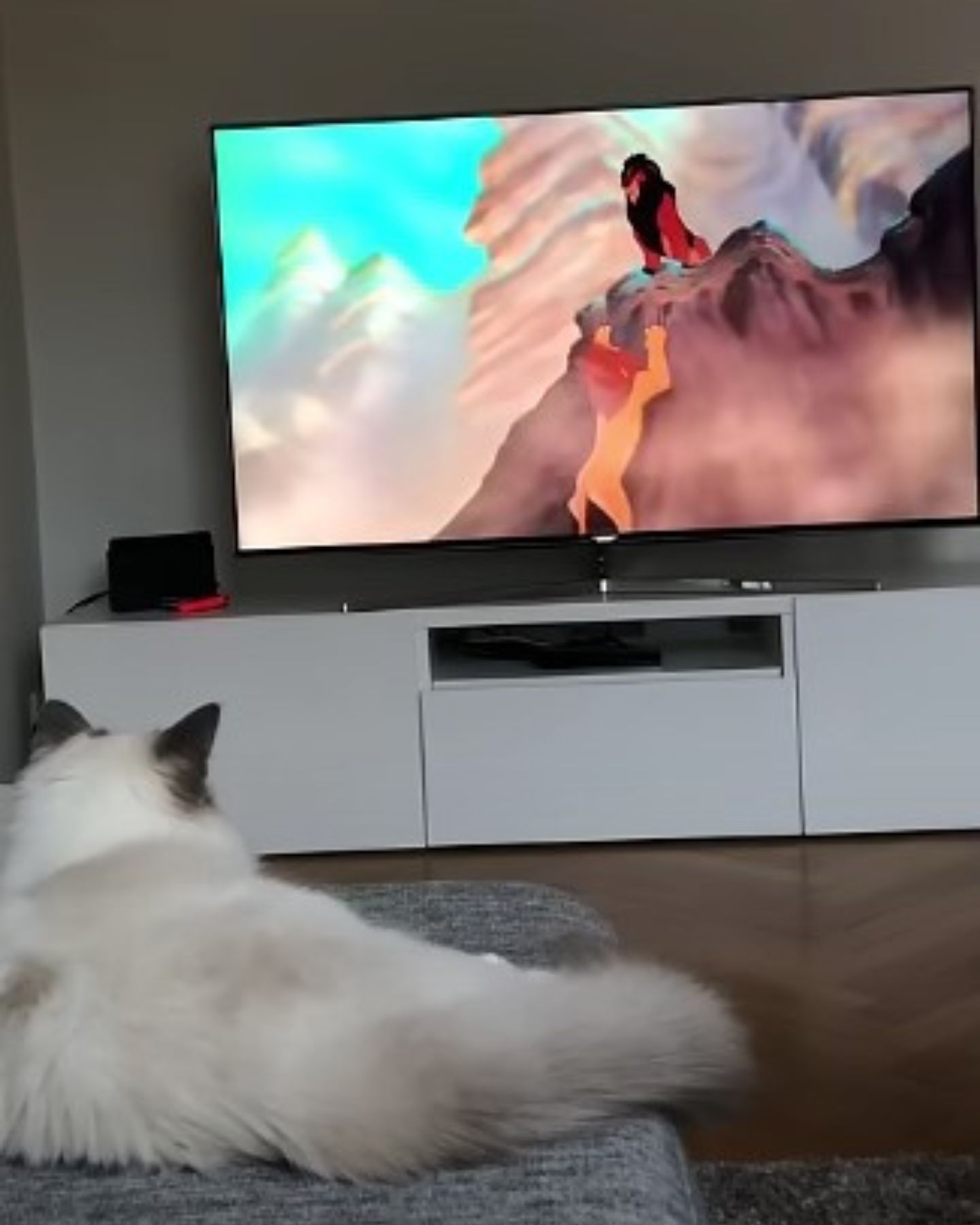 a cat watching the cartoon