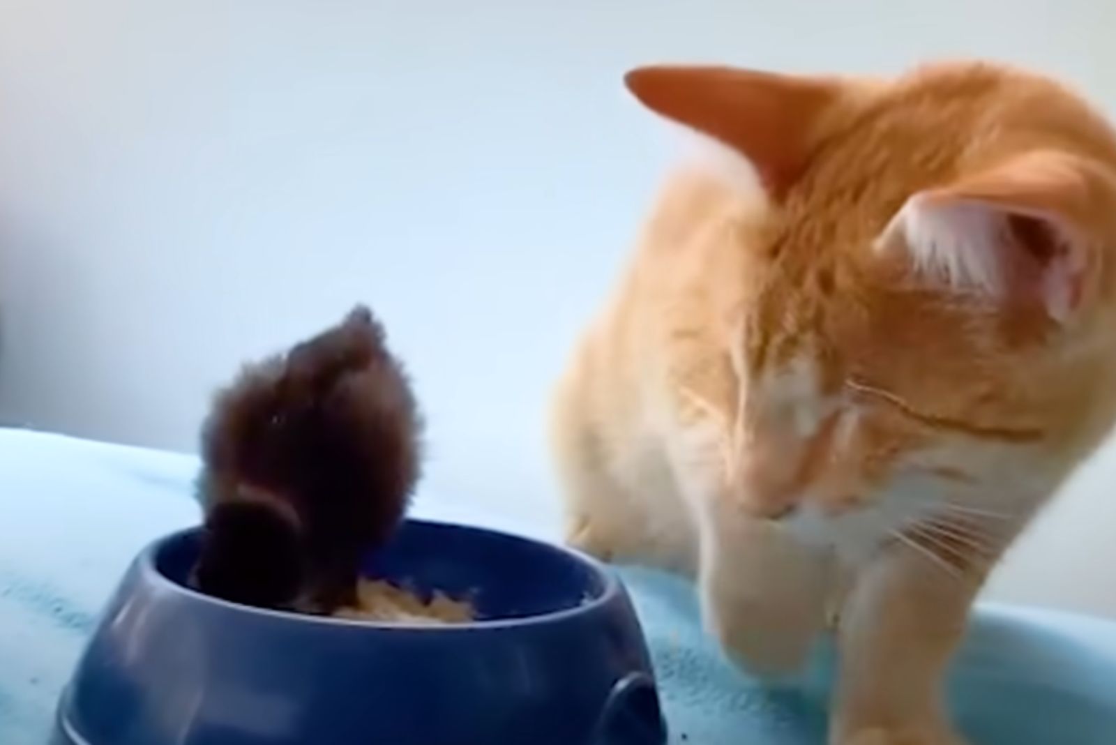 a cat with baby chicken