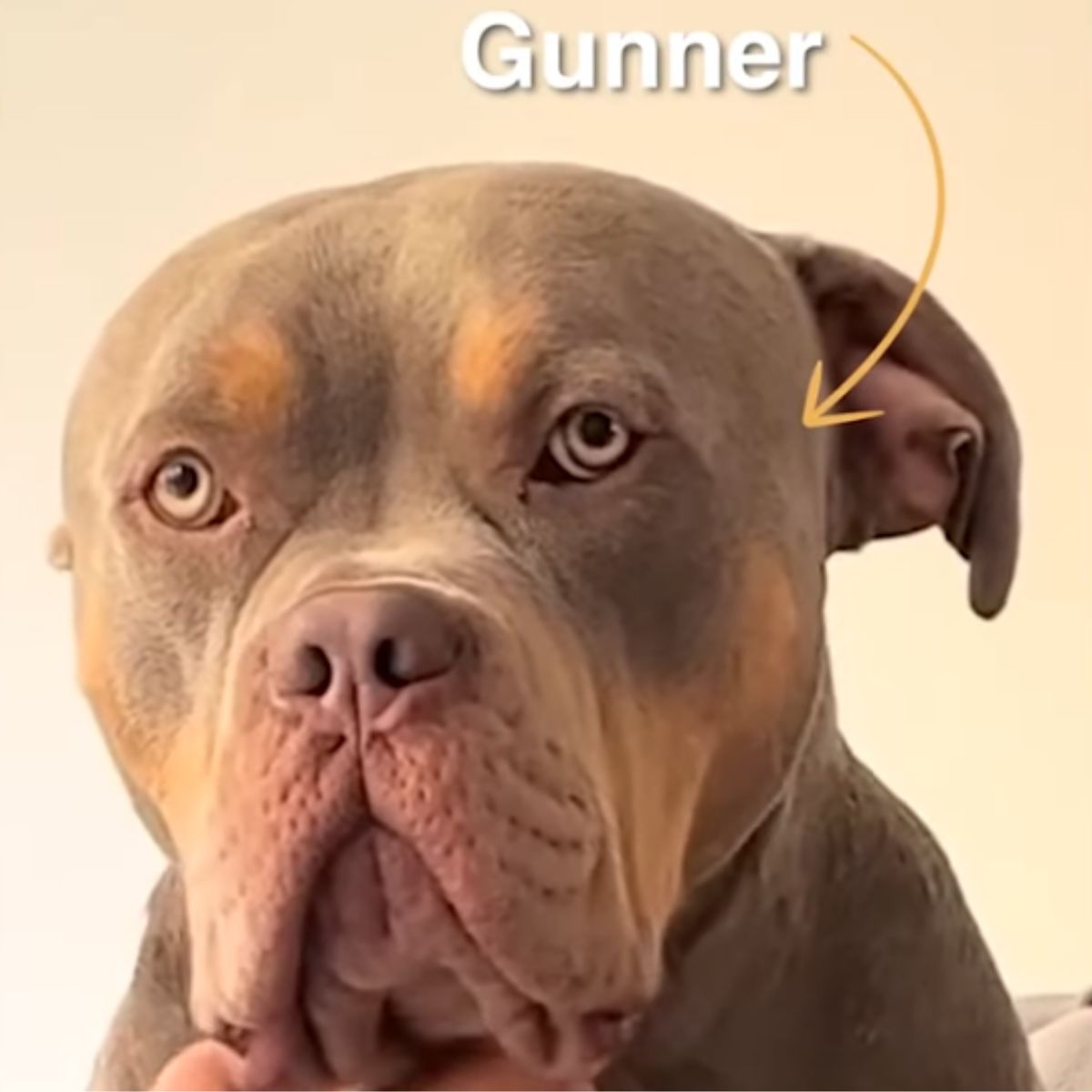 a dog called gunner