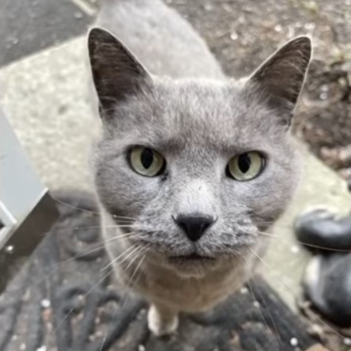 a gray cat with green eyes