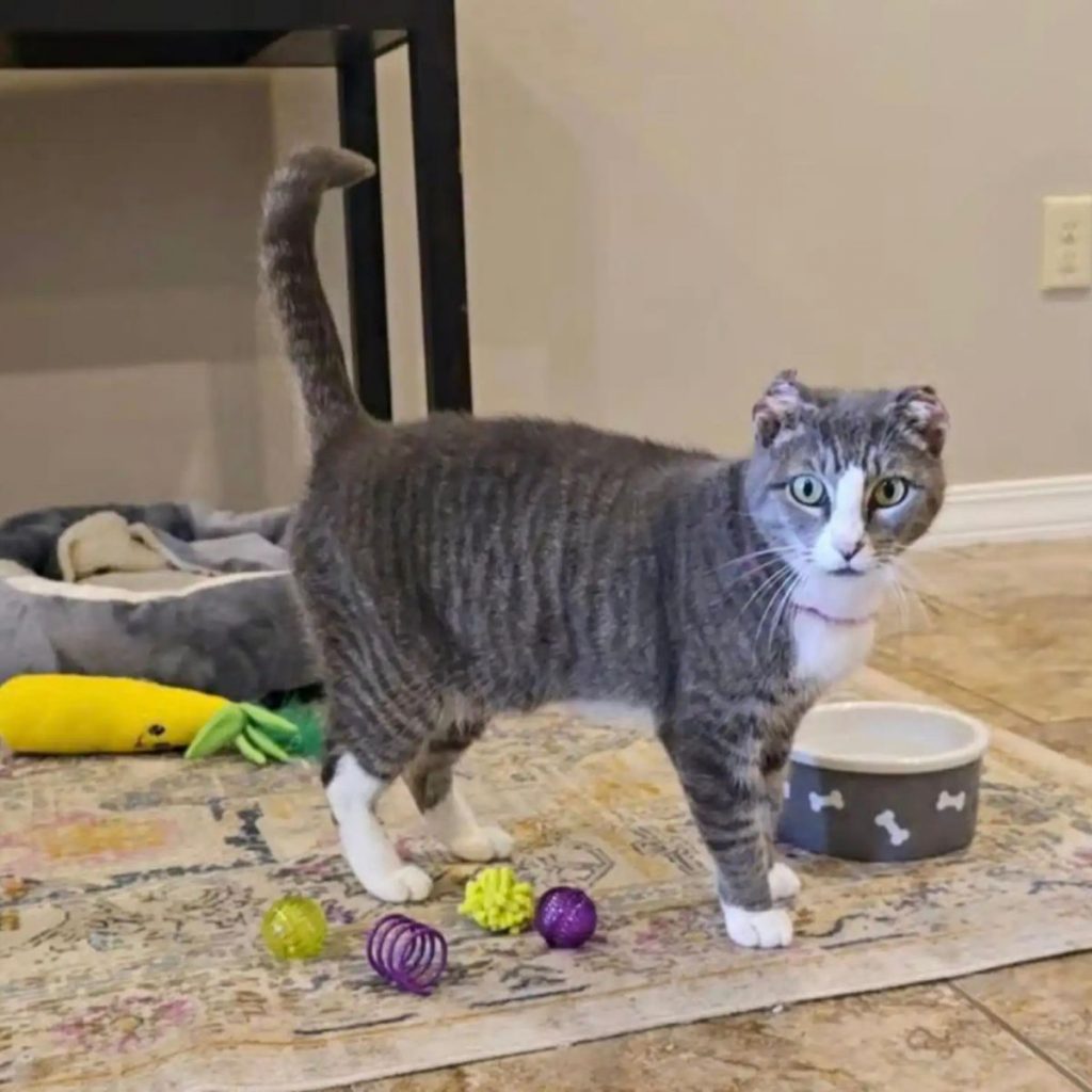 a gray cat without ears is standing on the carpet