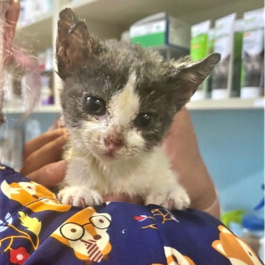 a kitten is standing on a man's shoulder