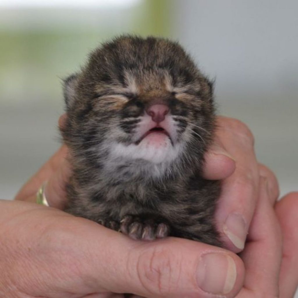 a kitten with closed eyes in a man's hand