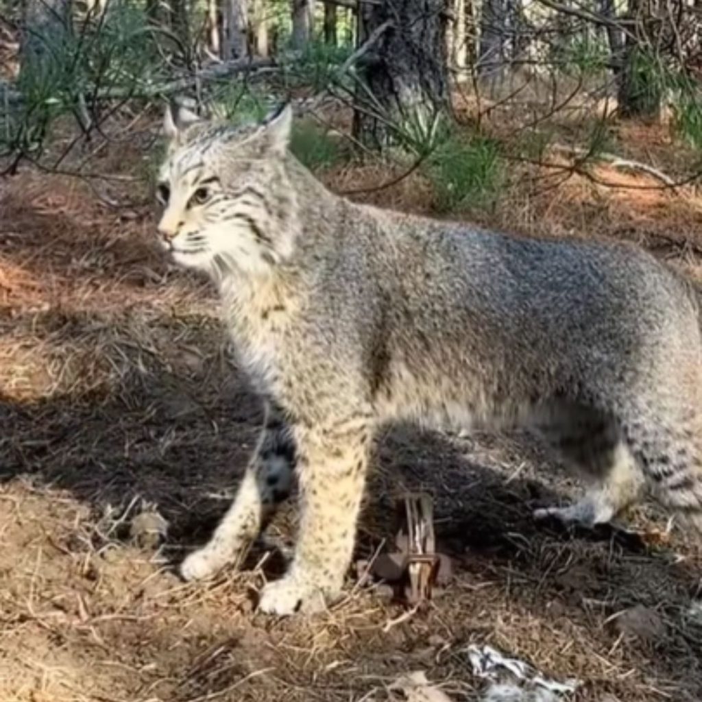 a large wild lynx stands in the forest and looks ahead